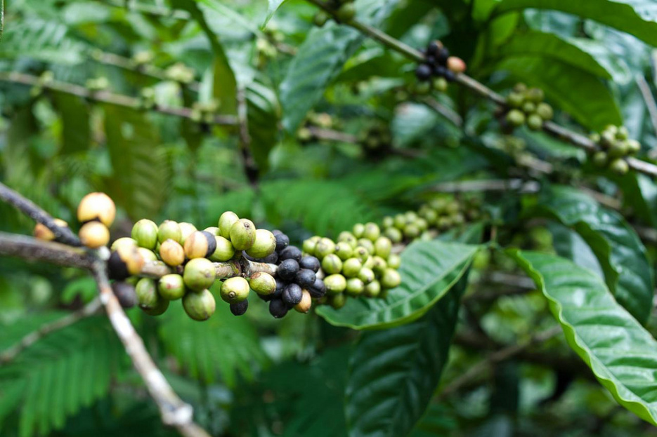 Robusta se využívá především jako káva do kávových směsí